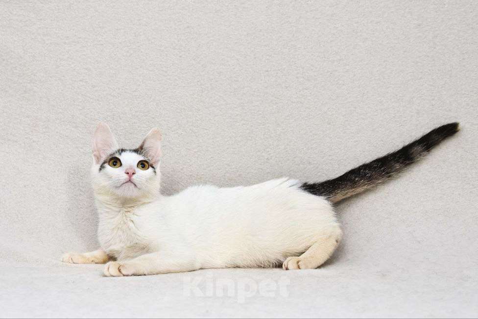 Кошки в Москве: Особенная Пенелопа ищет семью Девочка, Бесплатно - фото 5