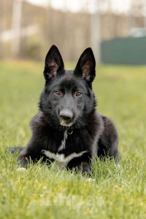 Собаки в Москве: Черный щенок Лавруша ищет дом Мальчик, Бесплатно - фото 1