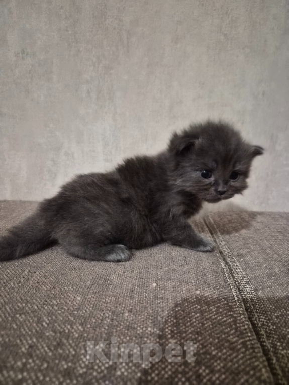 Кошки в Армавире: Продажа котят Девочка, 5 000 руб. - фото 9