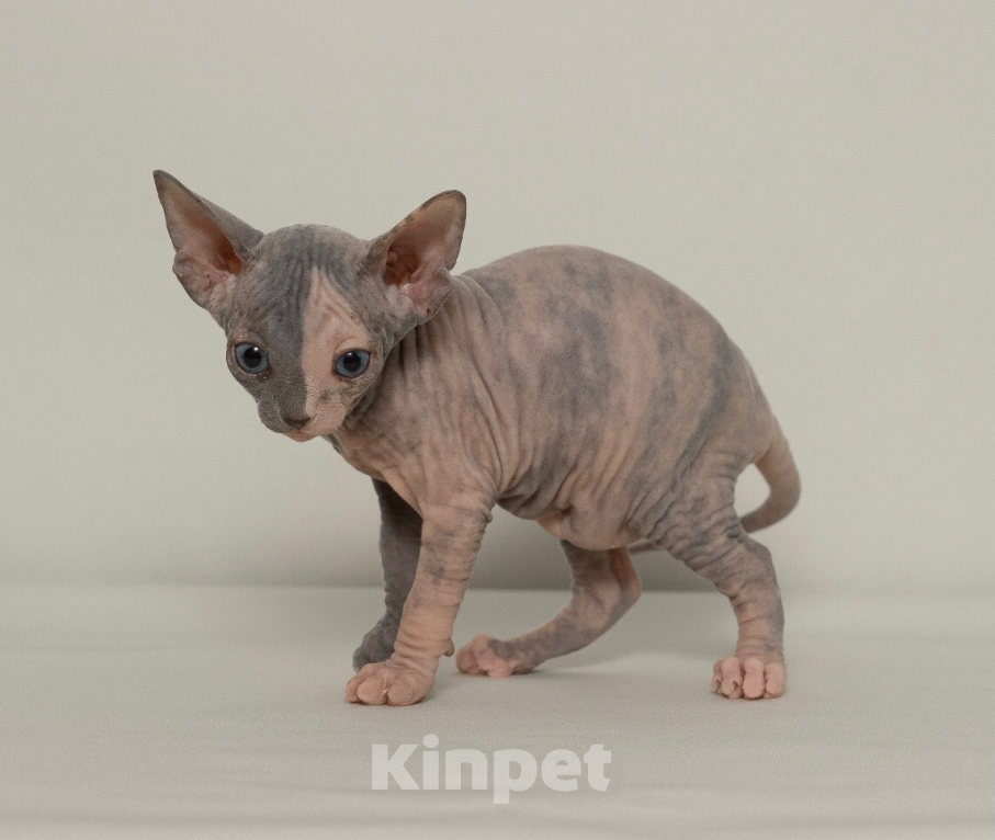 Кошки в Москве: Котенок девочка Девочка, Бесплатно - фото 2