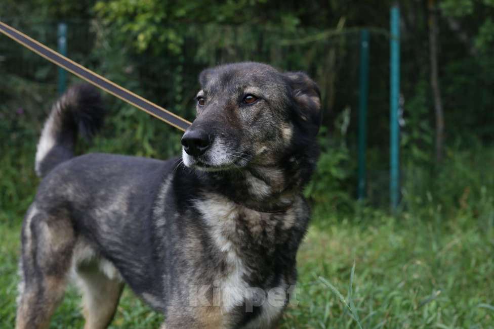 Собаки в Москве: Бон Мальчик, Бесплатно - фото 4