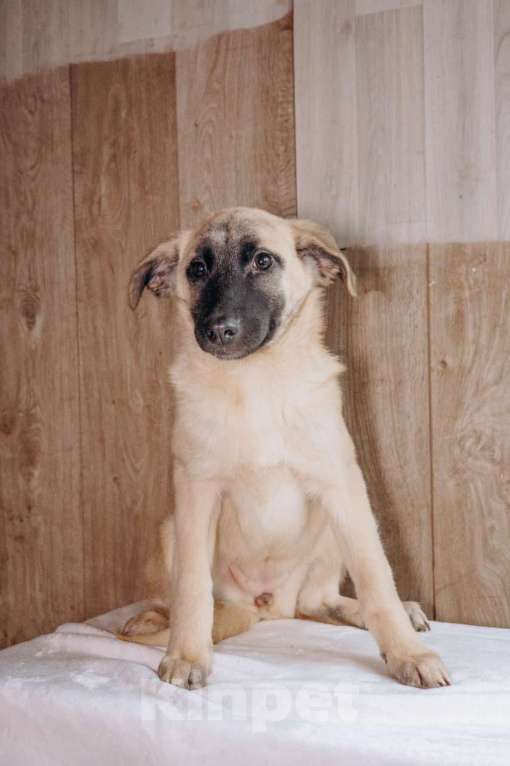 Собаки в Москве: Храбрая сердцем Девочка, Бесплатно - фото 2