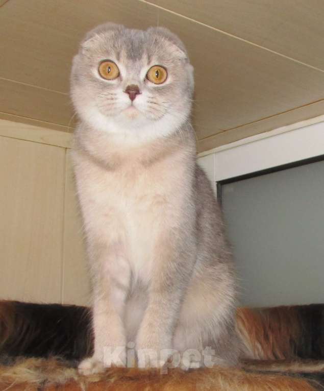 Кошки в Санкт-Петербурге: шотландские кошечки и котик Девочка, Бесплатно - фото 10