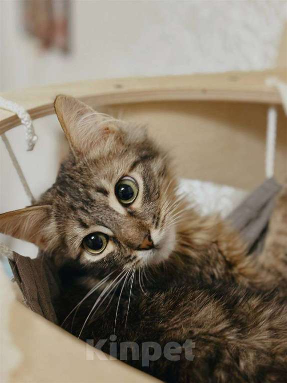 Кошки в Балашихе: Абсент. Пушистый котенок в поиске семьи Мальчик, Бесплатно - фото 4