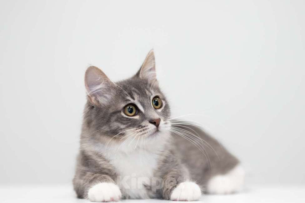 Кошки в Москве: Каспер Мальчик, Бесплатно - фото 3