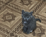 Кошки в Симферополе: Котенок-девочка от кошки-нибелунга Девочка, 500 руб. - фото 1