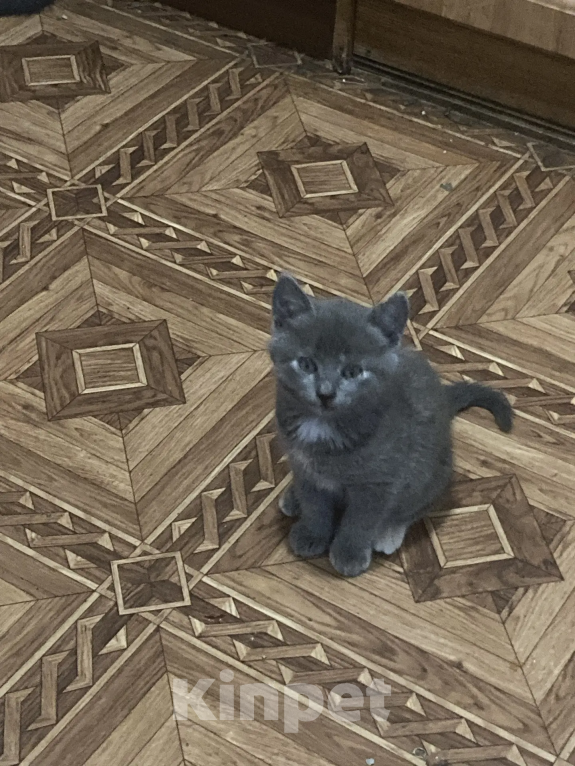 Кошки в Симферополе: Котенок-девочка от кошки-нибелунга Девочка, 500 руб. - фото 1