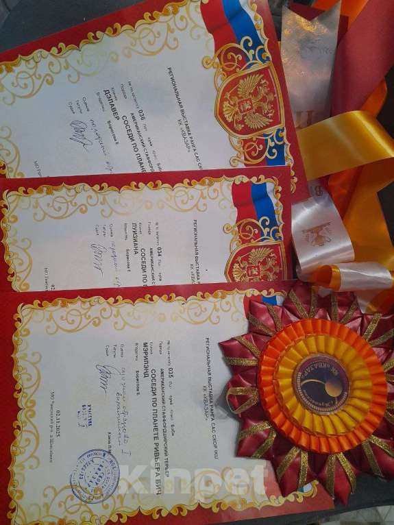 Собаки в Раменском: подрощенный голубой щенок Девочка, 50 000 руб. - фото 4