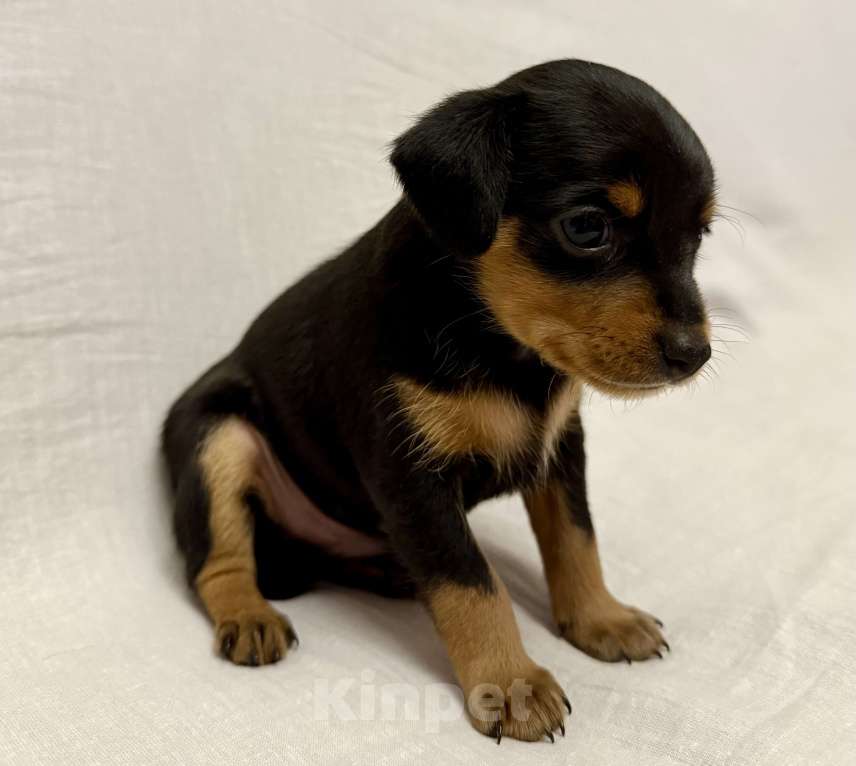 Собаки в Москве: Щенок пражский крысарик  Мальчик, Бесплатно - фото 3