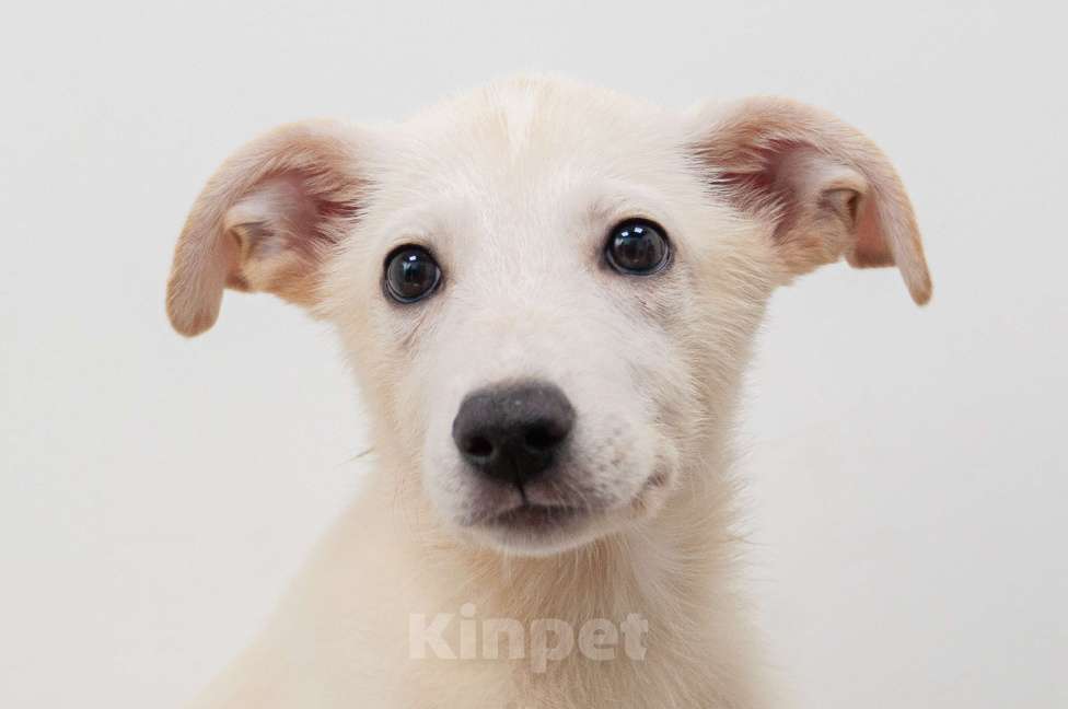 Собаки в Москве: Щеночки  ищут  дом  Девочка, Бесплатно - фото 5