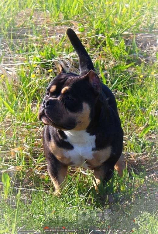 Собаки в Кирове: Подрастает малышка Девочка, 80 000 руб. - фото 7