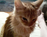 Кошки в Чебоксарах: Мальчик Мейн-кун Мальчик, 5 000 руб. - фото 1