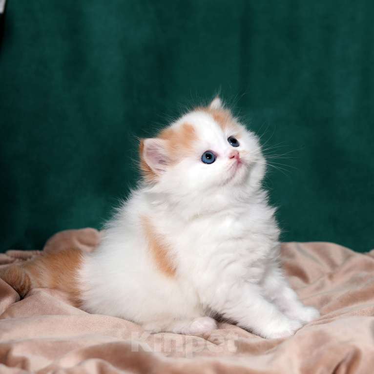 Кошки в Москве: котенок хайленд-страйт Мальчик, 25 000 руб. - фото 7