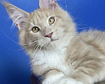 Кошки в других городах Ленинградской области: мейн кун котенок Мальчик, 50 000 руб. - фото 5