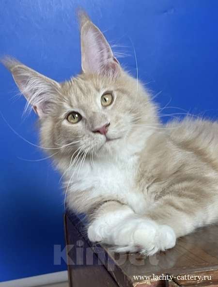 Кошки в других городах Ленинградской области: мейн кун котенок Мальчик, 50 000 руб. - фото 5