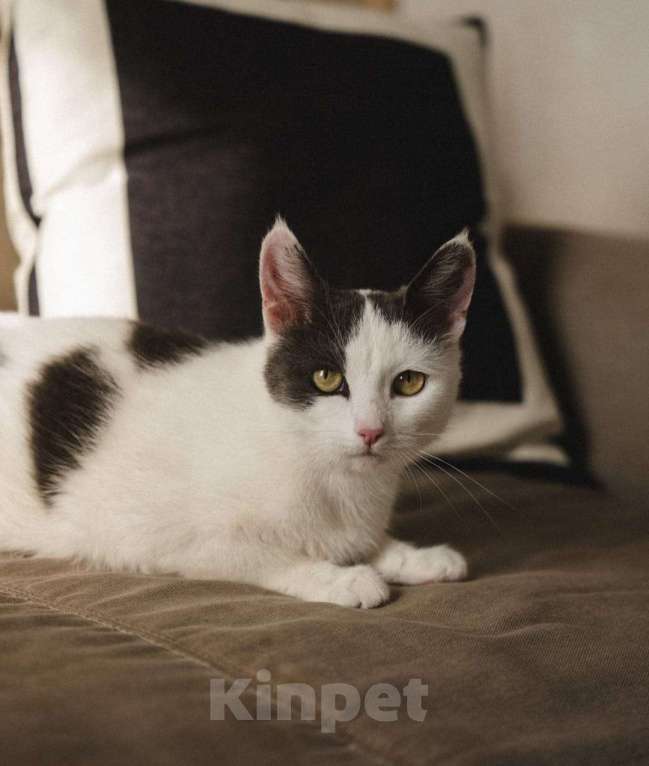 Кошки в Москве: Ариша замечательная кошечка и ей нужен дом! Девочка, Бесплатно - фото 2