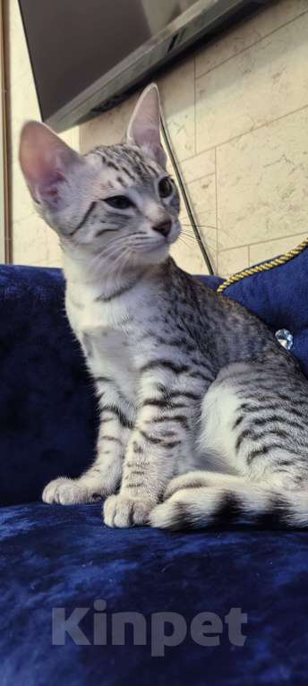 Кошки в Санкт-Петербурге: Котёнок Мау Ермак Мальчик, 50 000 руб. - фото 5