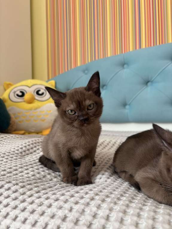 Кошки в Балашихе: Бурманская кошечка Девочка, 35 000 руб. - фото 1