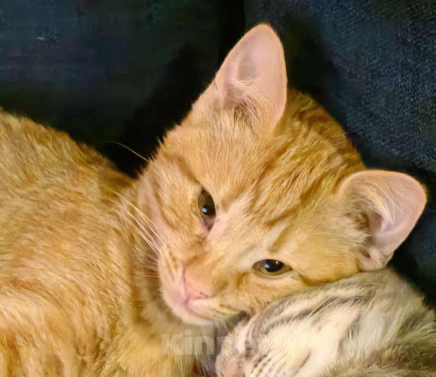 Кошки в Москве: Котёнок срочно Мальчик, Бесплатно - фото 2