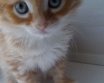 Кошки в Лабинске: Рыжая кошка Девочка, Бесплатно - фото 1