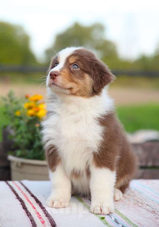 Собаки в других городах Владимирской области: щенок австралийской овчарки Девочка, Бесплатно - фото 4
