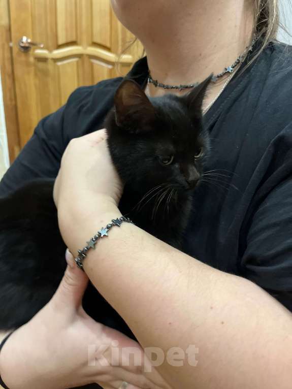 Кошки в Волгограде: Котик в добрые руки  Мальчик, Бесплатно - фото 2