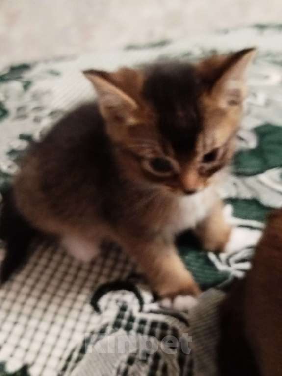 Кошки в Обнинске: Кошечка. 2 месяца. К лотку приучена, ест как сухой, так и влажный корм.  Девочка, Бесплатно - фото 1