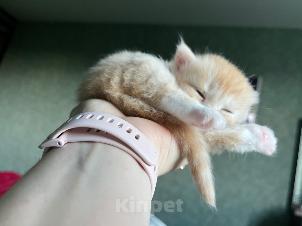 Кошки в Москве: Сибирский котенок, девочка Девочка, 35 000 руб. - фото 8