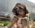 Собаки в Михайловске: Щенок в добрые руки Мальчик, Бесплатно - фото 3