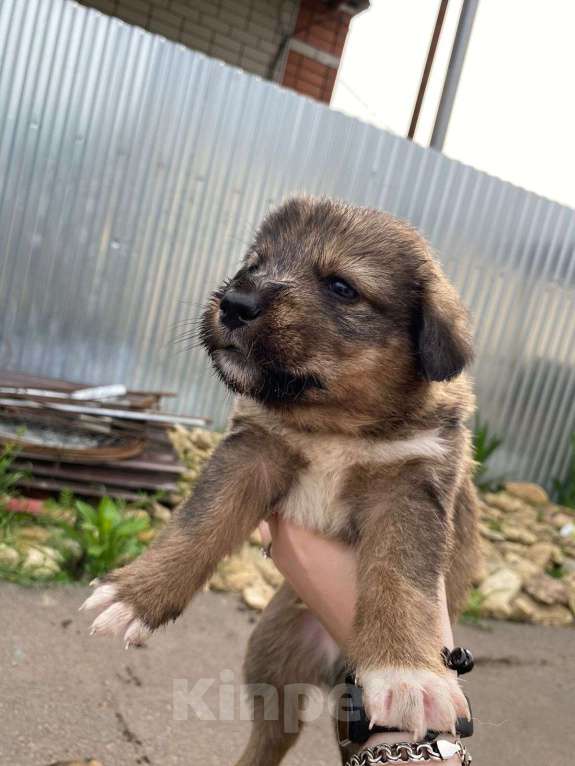 Собаки в Михайловске: Щенок в добрые руки Мальчик, Бесплатно - фото 3