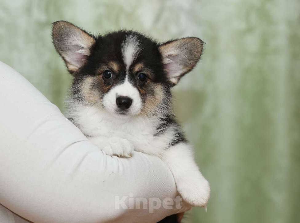 Собаки в Москве: Альмаре Феа Баядерка Девочка, 90 000 руб. - фото 4