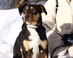 Собаки в Балашихе: Небольшая активная собачка Ника 1,5 года из приюта Девочка, Бесплатно - фото 9