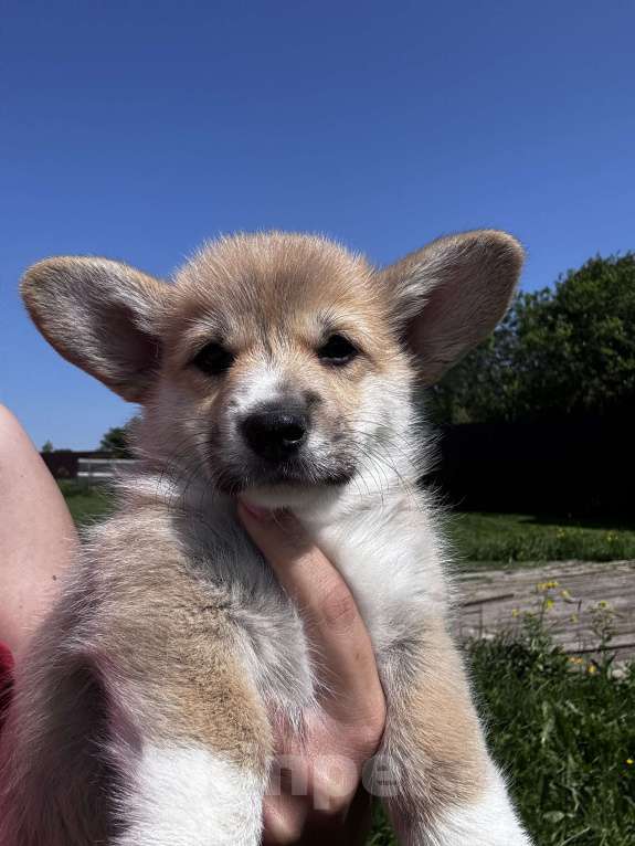 Собаки в Санкт-Петербурге: Вельш корги девочка Девочка, 45 000 руб. - фото 3