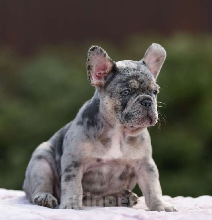 Собаки в Брянске: Робин  Мальчик, 90 000 руб. - фото 2