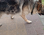Собаки в Сочи: Немец бегает по лазаревке Мальчик, Бесплатно - фото 1