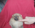 Собаки в Новосибирске: Щенок померанского шпица Мальчик, 30 000 руб. - фото 1