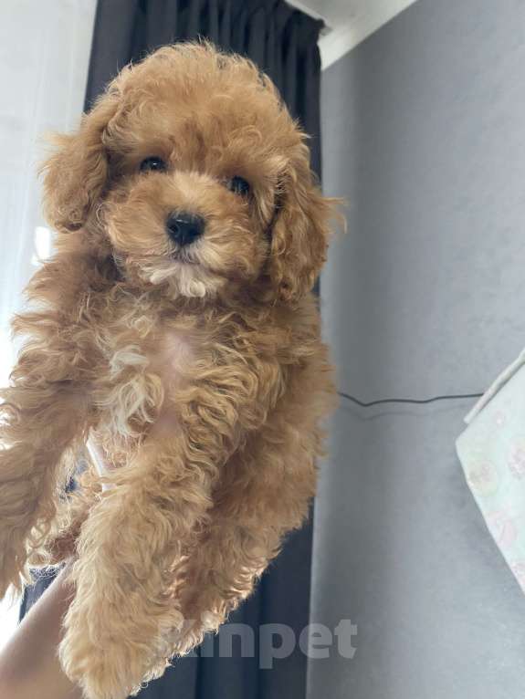 Собаки в Москве: Той- пудель мальчишка  Мальчик, Бесплатно - фото 1