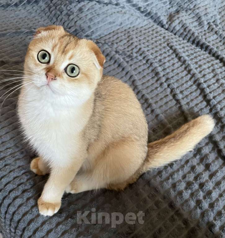 Кошки в Краснодаре: Котята Мальчик, Бесплатно - фото 1