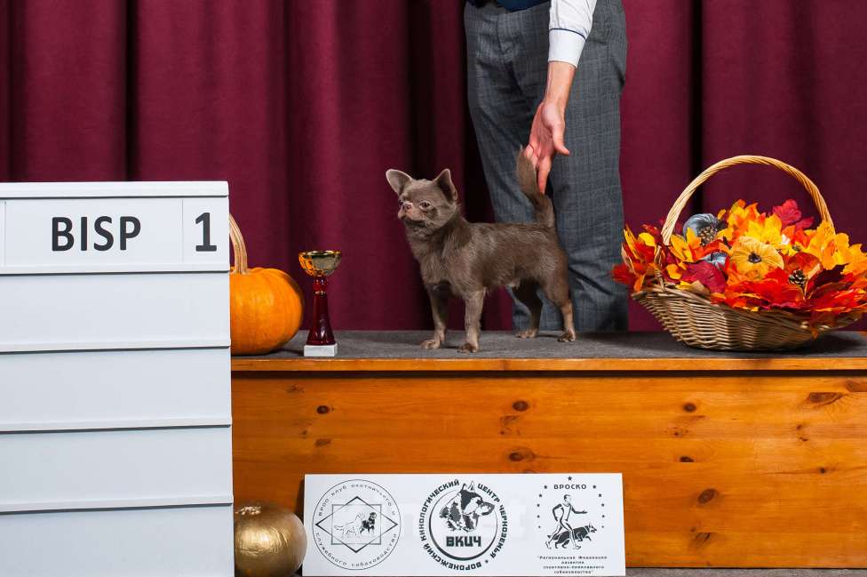 Собаки в Воронеже: Кобель для вязки Мальчик, 20 000 руб. - фото 4