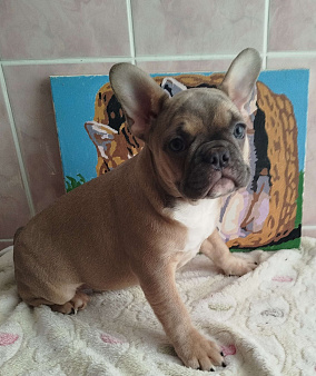 Красивые девочки французский бульдог.