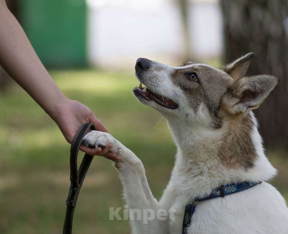 Собаки в Москве: Пятнашка Девочка, Бесплатно - фото 3
