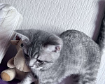 Кошки в Краснодаре: Котик Шотландский Прямоухий Мальчик, 2 000 руб. - фото 2