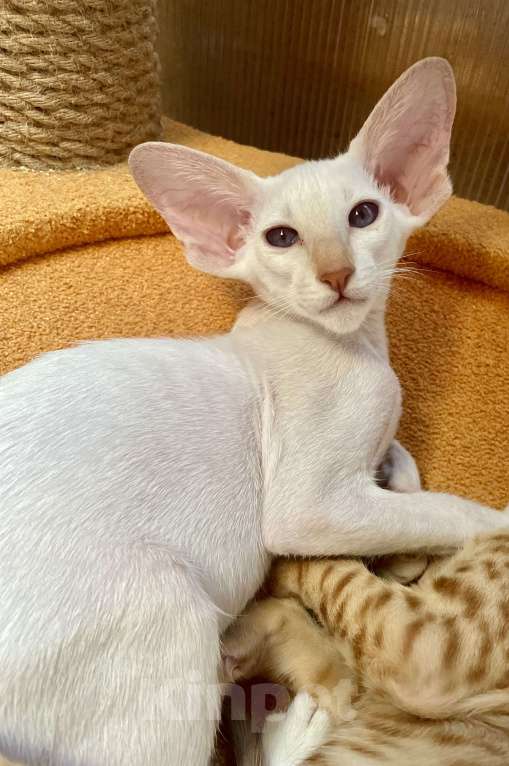 Кошки в Перми: Сиамская кошечка Девочка, Бесплатно - фото 1
