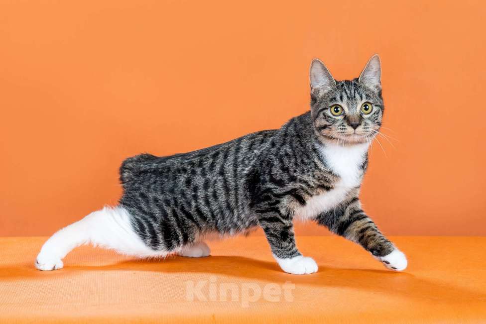 Кошки в Омске: кошечка курильского бобтейла Девочка, 30 000 руб. - фото 4