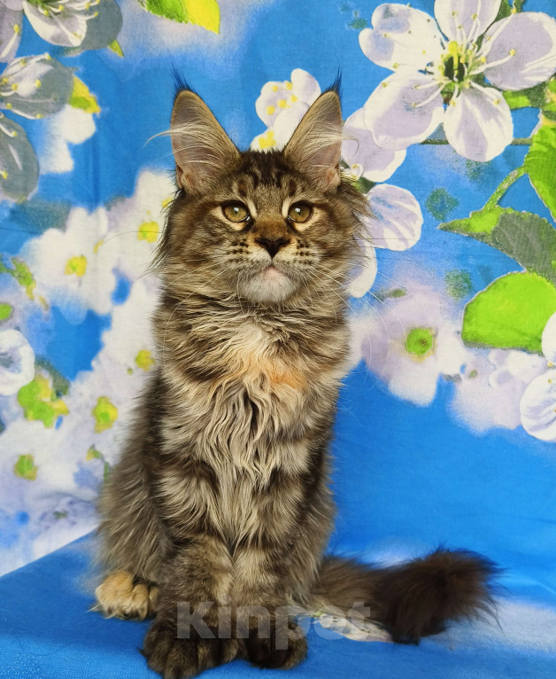 Кошки в Москве: Котёнок Мейн-Кун Полидакт. Девочка Девочка, 100 000 руб. - фото 5