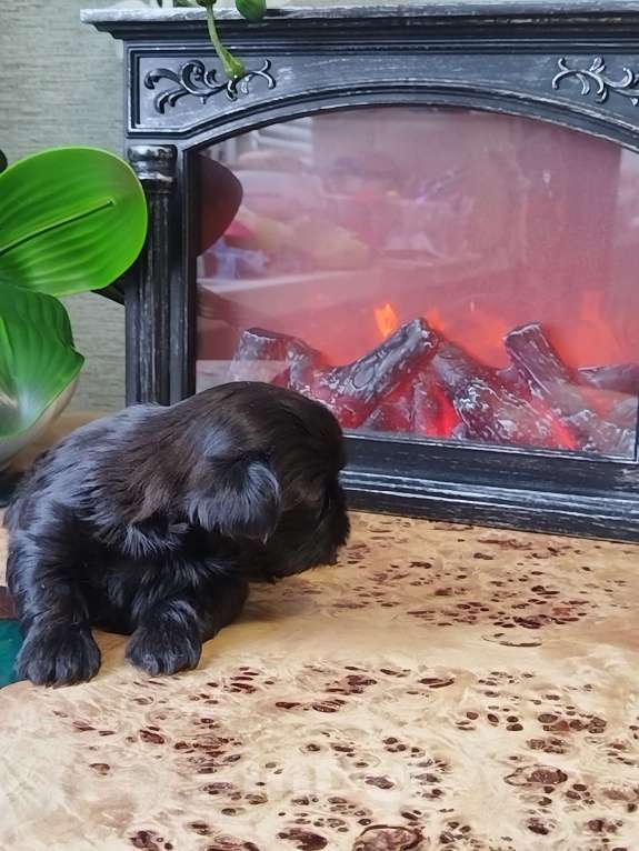 Собаки в других городах Московской области: Щенок ши тцу Мальчик, Бесплатно - фото 6