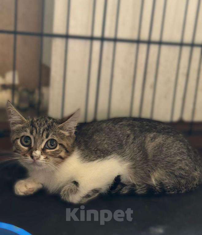 Кошки в Москве: Котенок Ириска ищет друзей Девочка, Бесплатно - фото 3