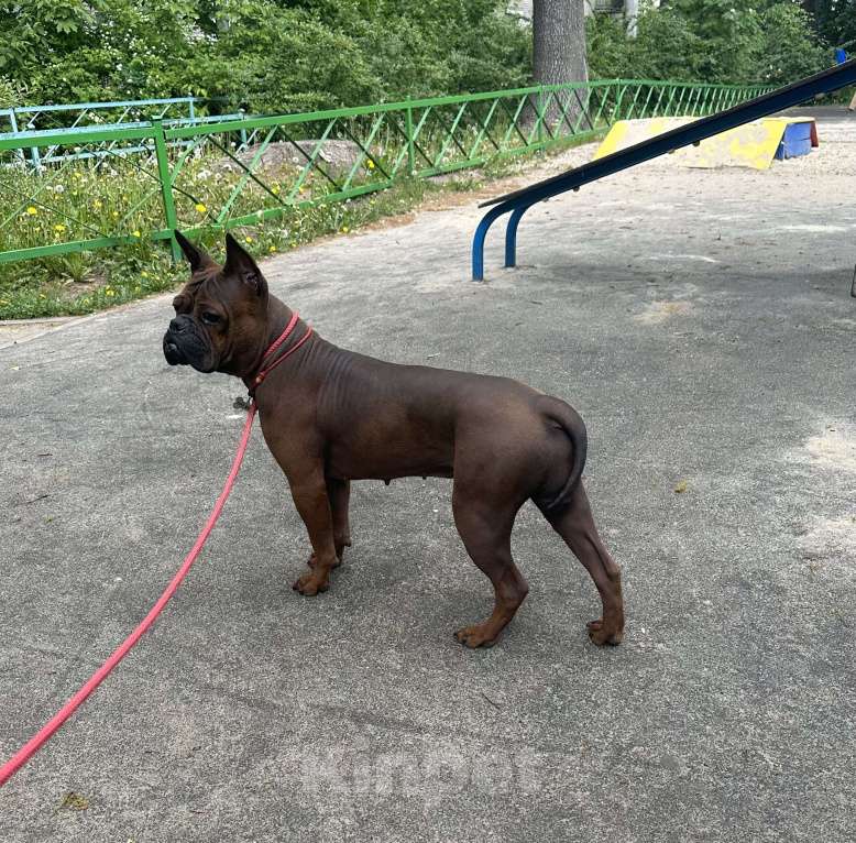 Собаки в Москве: Китайский чунцин Мальчик, 250 000 руб. - фото 5