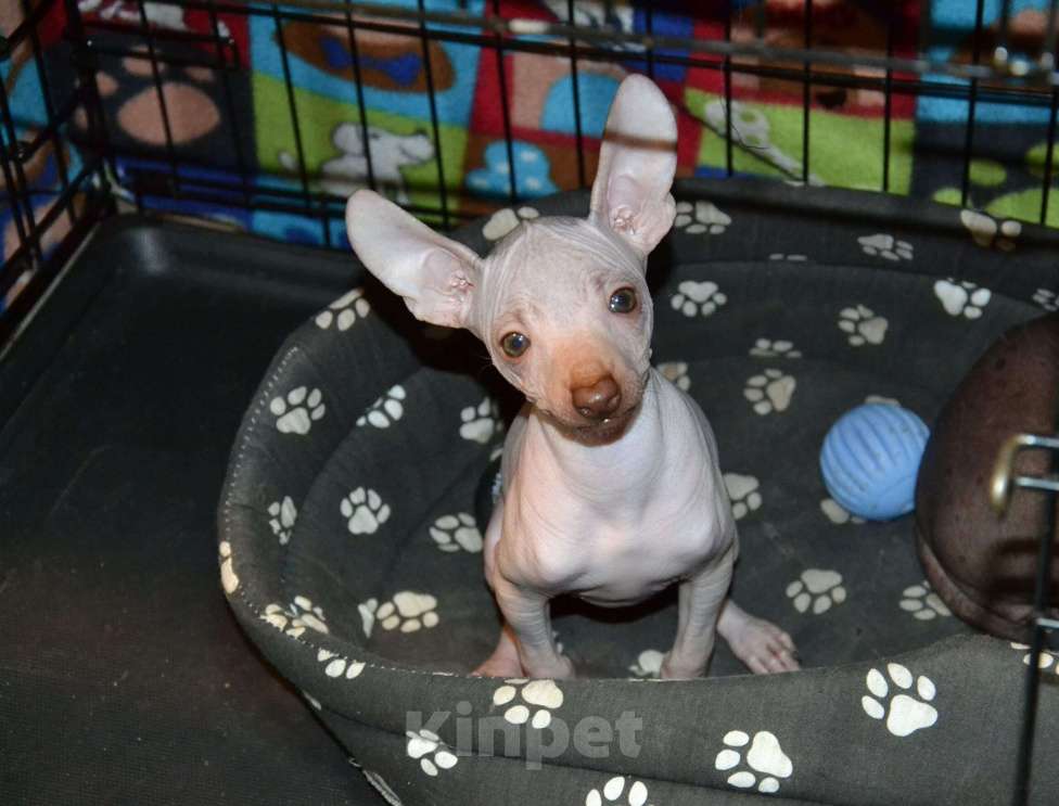 Собаки в Москве: Щенок девочка ксолоитцкуинтли мини  Девочка, 60 000 руб. - фото 4