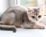 Кошки в Сланце: Продажа котёнка британская короткошёрстная в окрасе золотая голубая шиншилла ау 25 Мальчик, 40 000 руб. - фото 3
